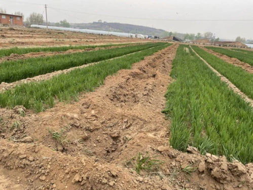 綿陽暴力事件引發(fā)社會警醒，法律與安全意識須雙管齊下